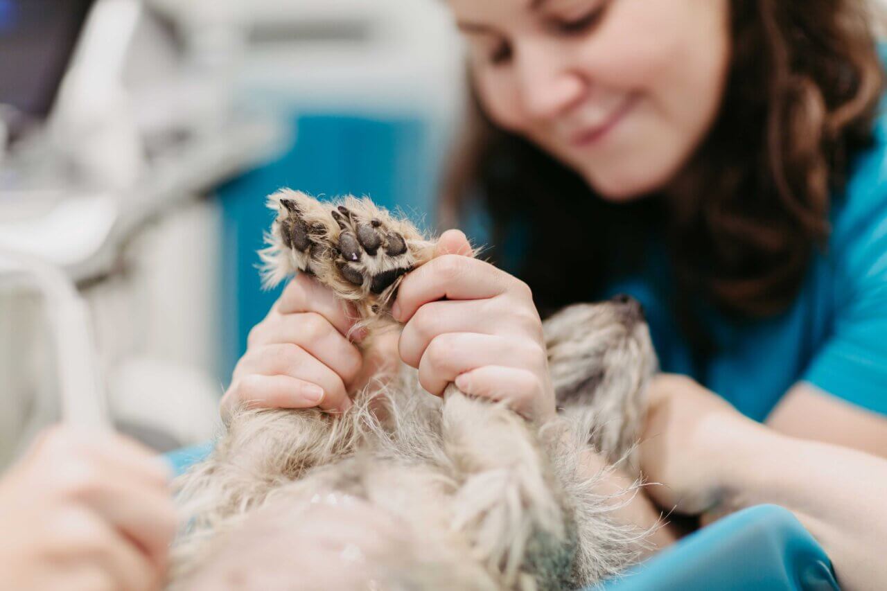 Frau in medizinischer Arbeitskleidung hält die Pfote eines Hundes in den Händen und betrachtet sie lächelnd in einer hellen Praxisumgebung.